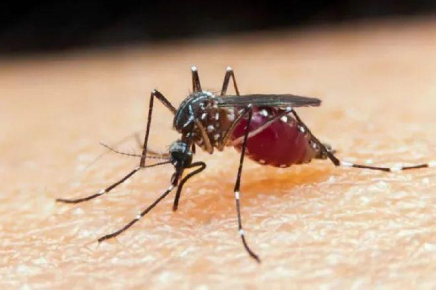 Mosquito da malária evolui, ‘dribla’ inseticidas e acende alerta global de saúde