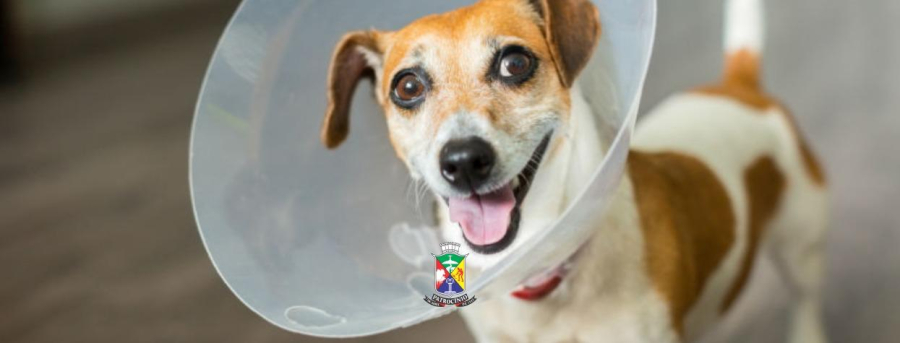 Mutirão de Castração Gratuita Supera Expectativas em Patrocínio