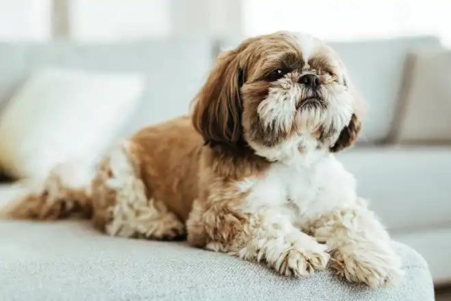 Onde os cães devem dormir quando está frio; veja dicas