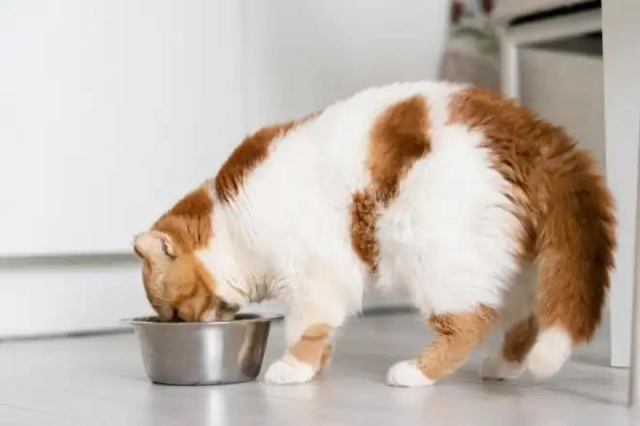 Gato acima do peso pode ter até cinco vezes mais risco de diabetes, alertam especialistas