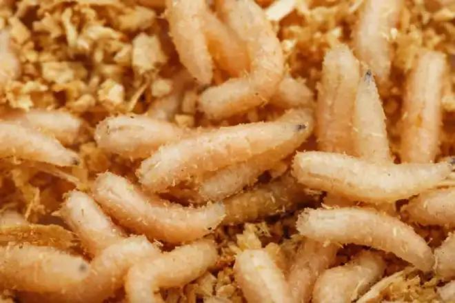 Alerta na fronteira: larva que devora carne viva é detectada a 50 km dos EUA