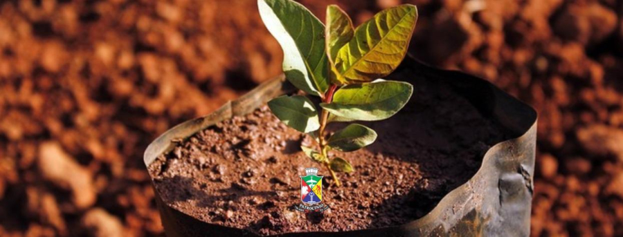 Plantio de árvores mobiliza comunidade na Semana do Meio Ambiente