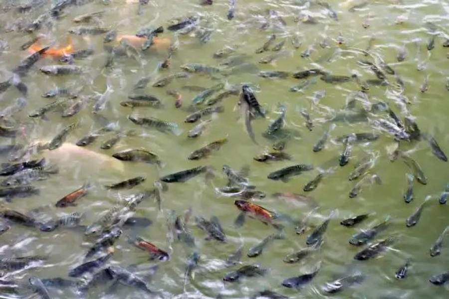 Peixes sofrem com estresse? Erro na produção de tilápia estraga a carne e gera prejuízo