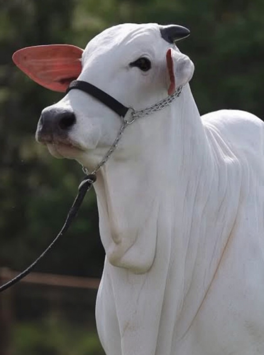 🇧🇷 Carina: A Vaca Mais Cara do Mundo!
