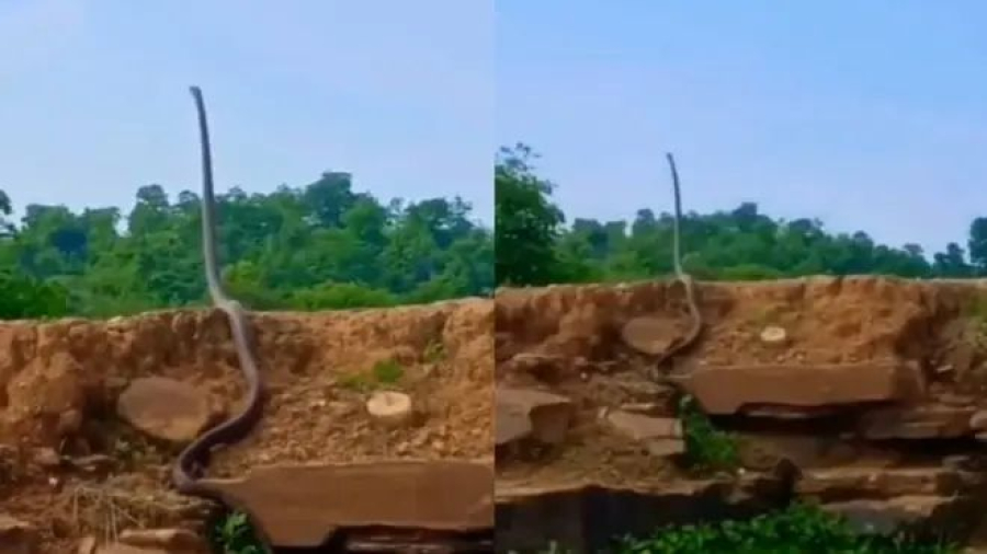  maior cobra venenosa do mundo é vista 'em pé' na Índia e imagens repercutem